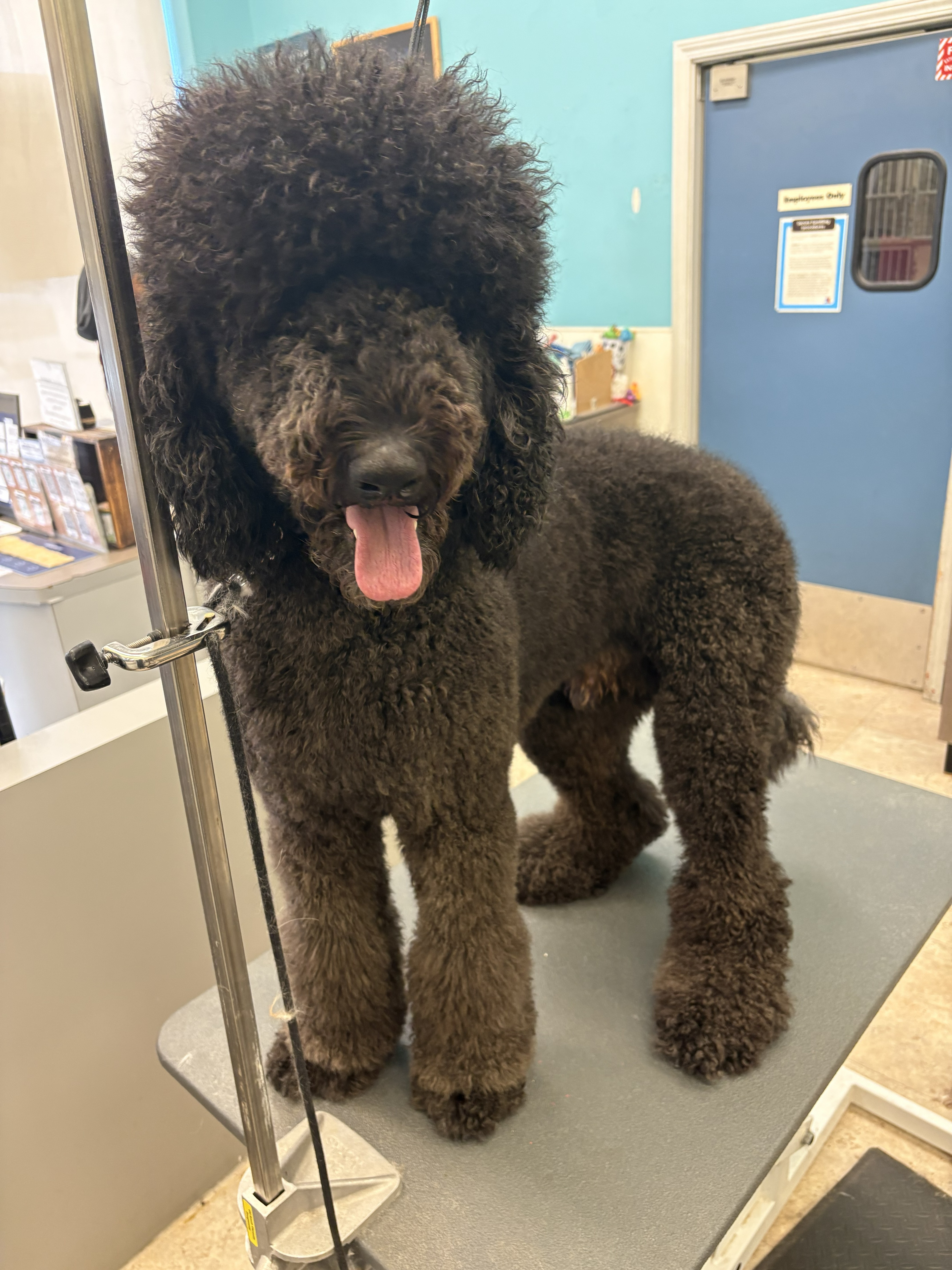 Black Standard Poodle after a full groom