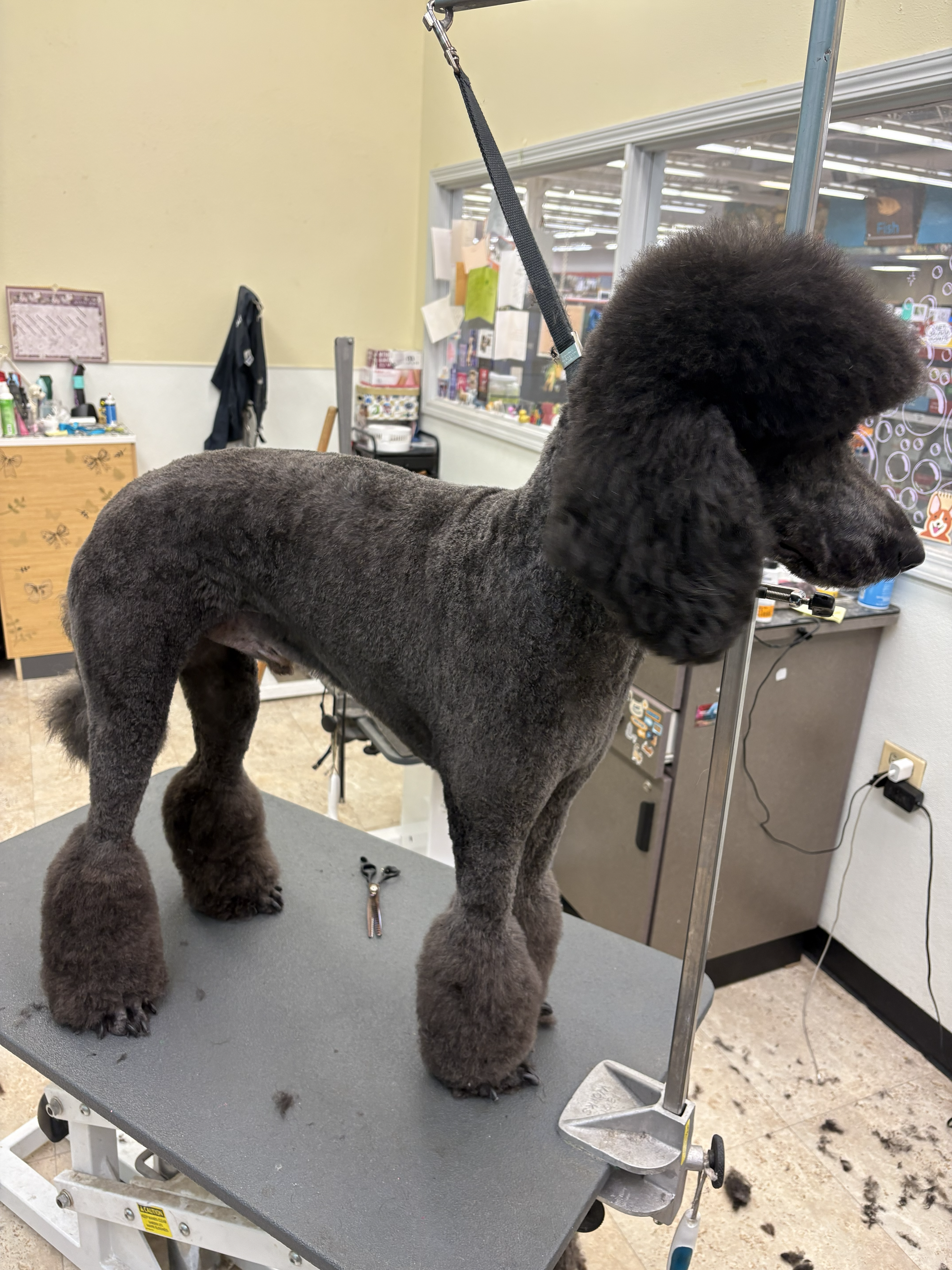 Black Standard Poodle with breed styling