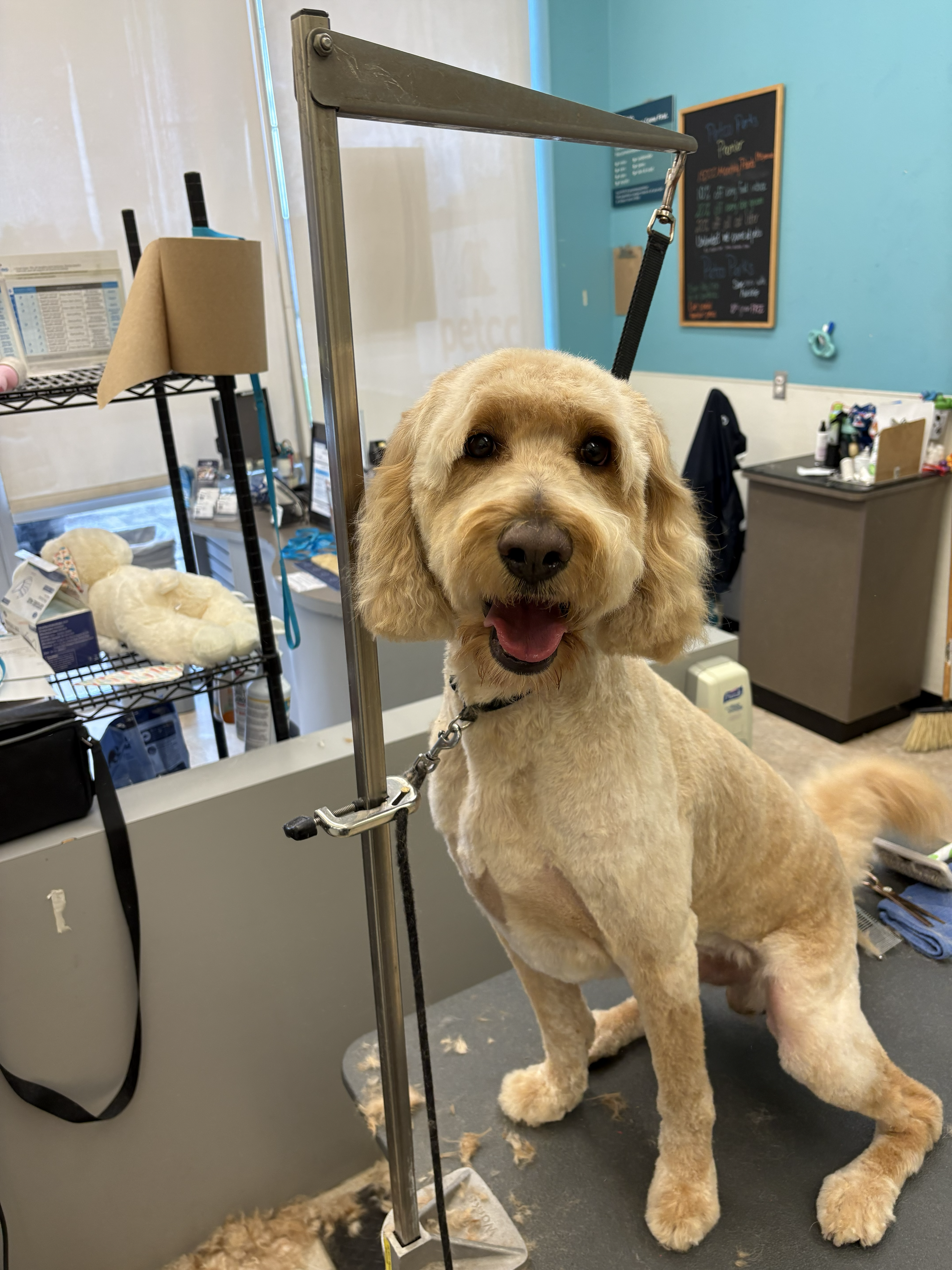 Goldendoodle after professional grooming