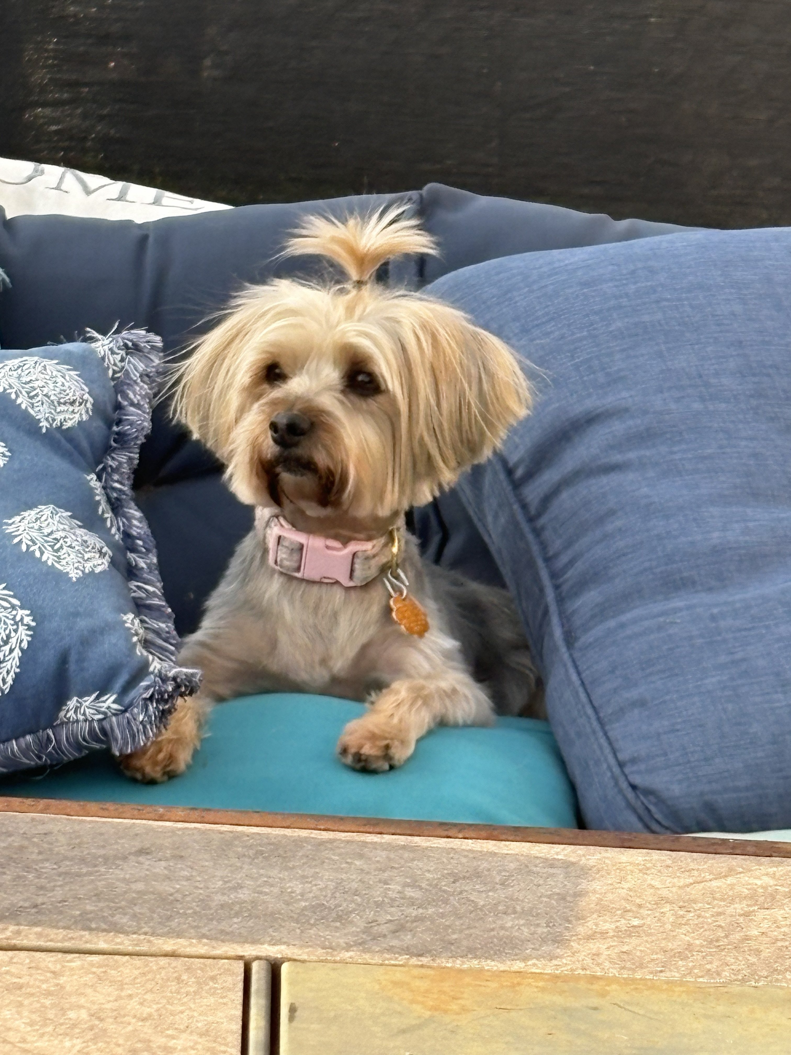 Yorkie after a full groom