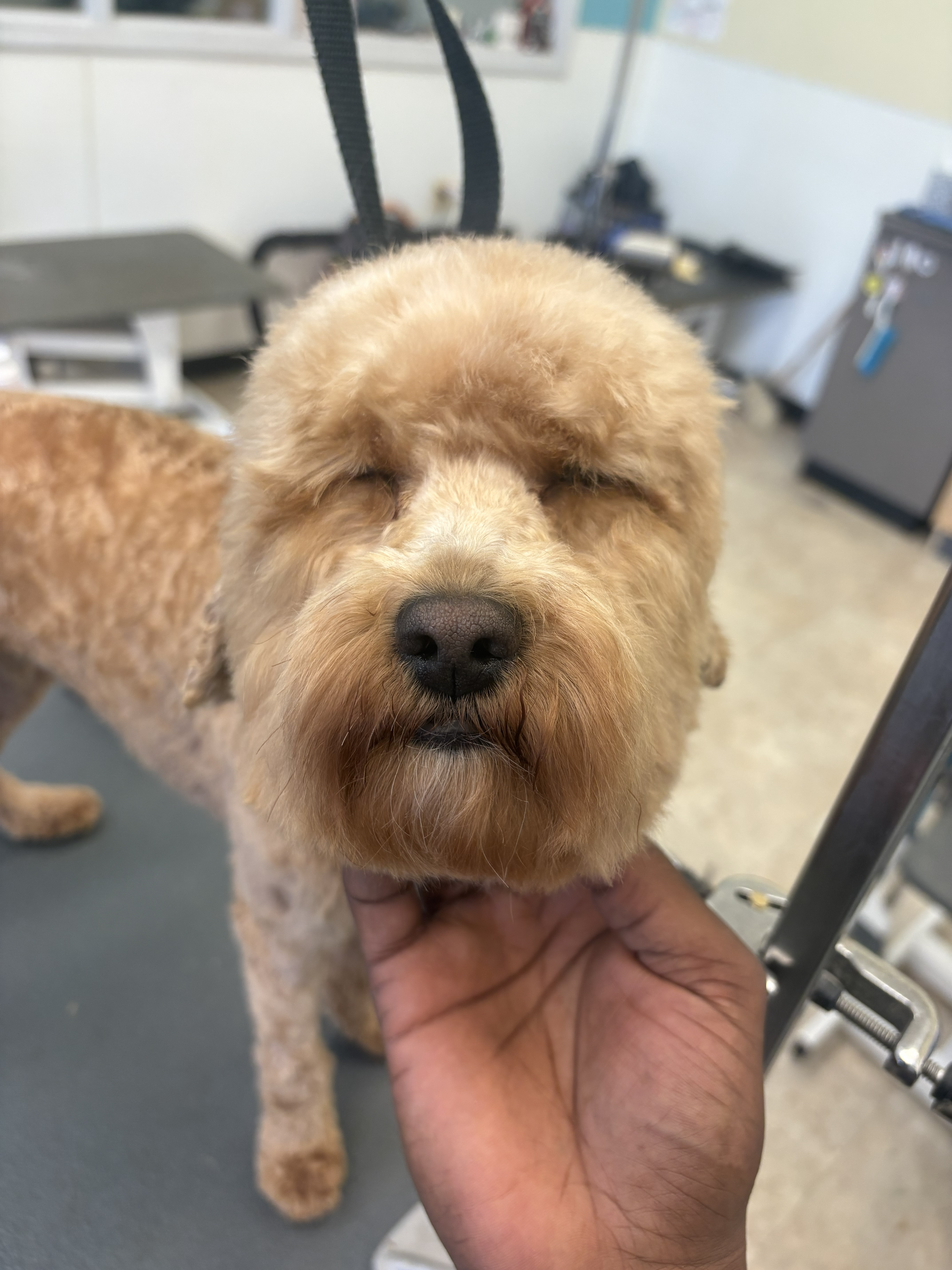 Shih Tzu after a full groom