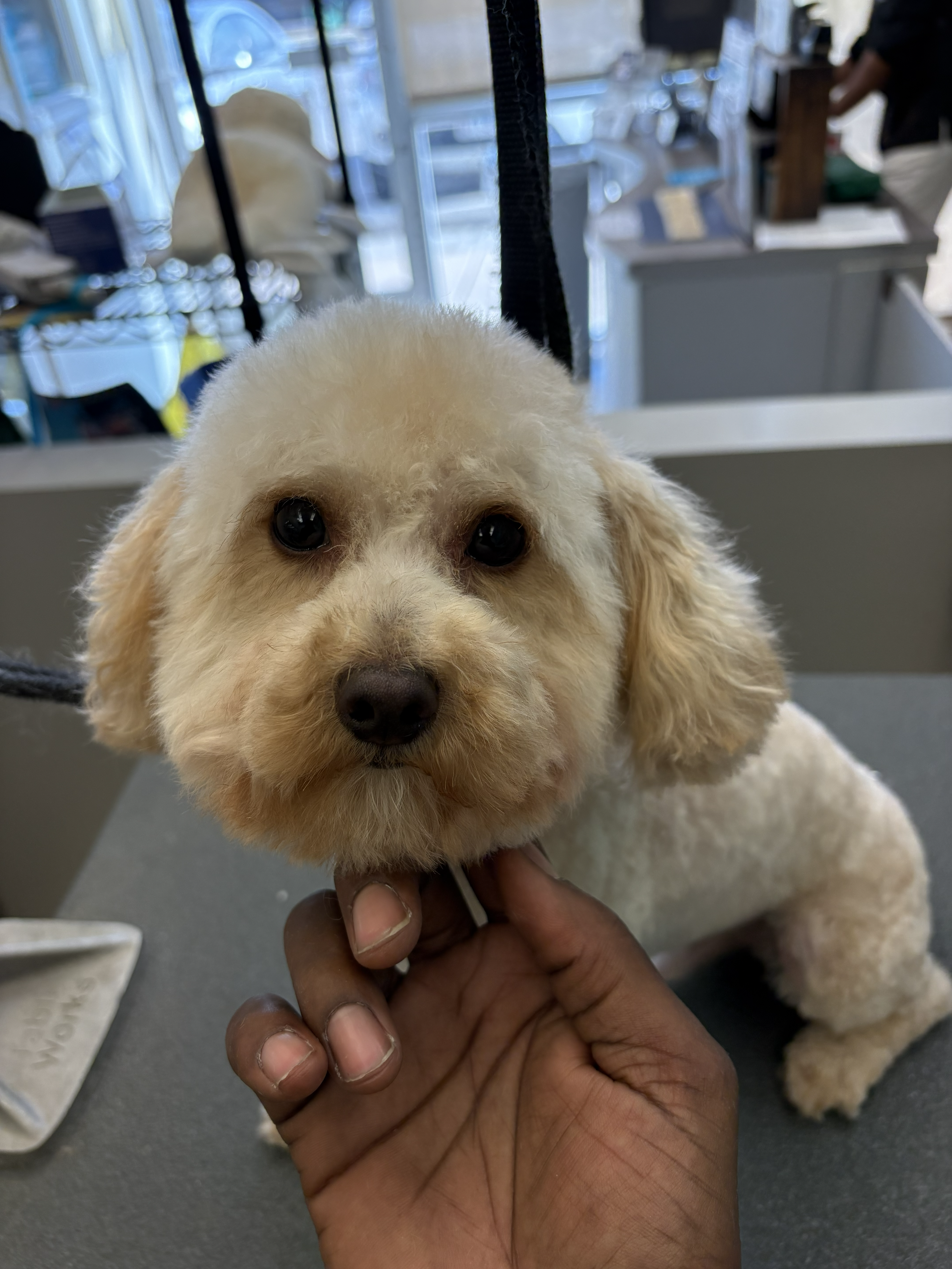 Shih Tzu with face and coat styling